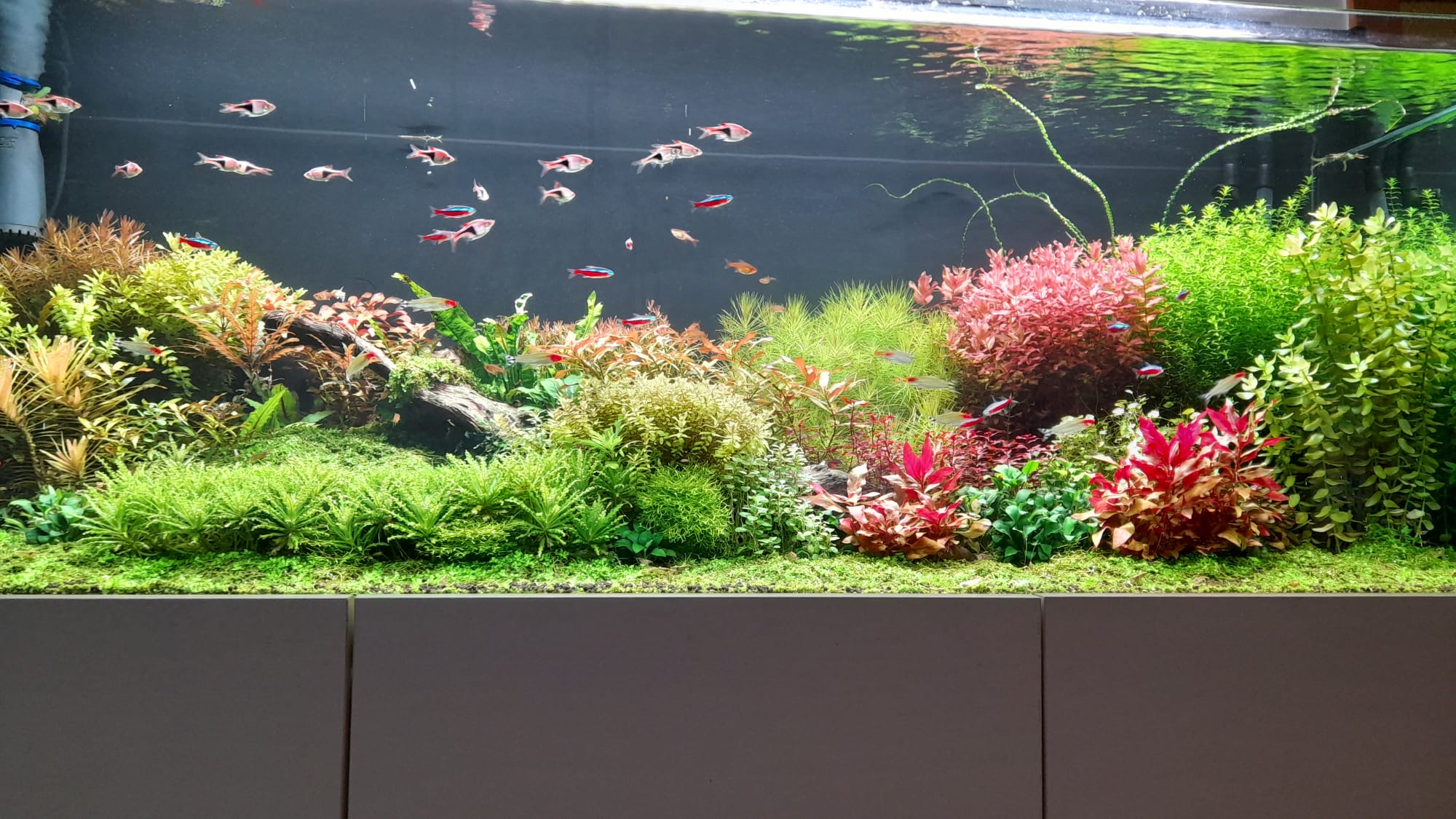 Klientské rastlinné akvárium