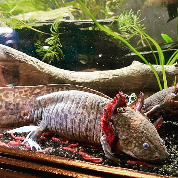 Axolotl mexický sa má v našich akváriách skvele