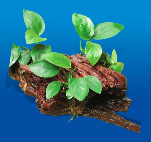 Akvarijné drevo osadené tromi anubiasmi