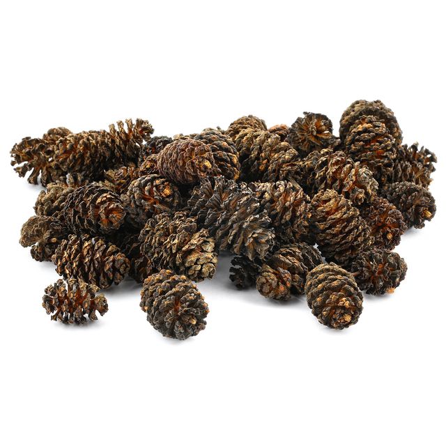 Catappa Leaves - listy mandlovníka morského 10ks S
