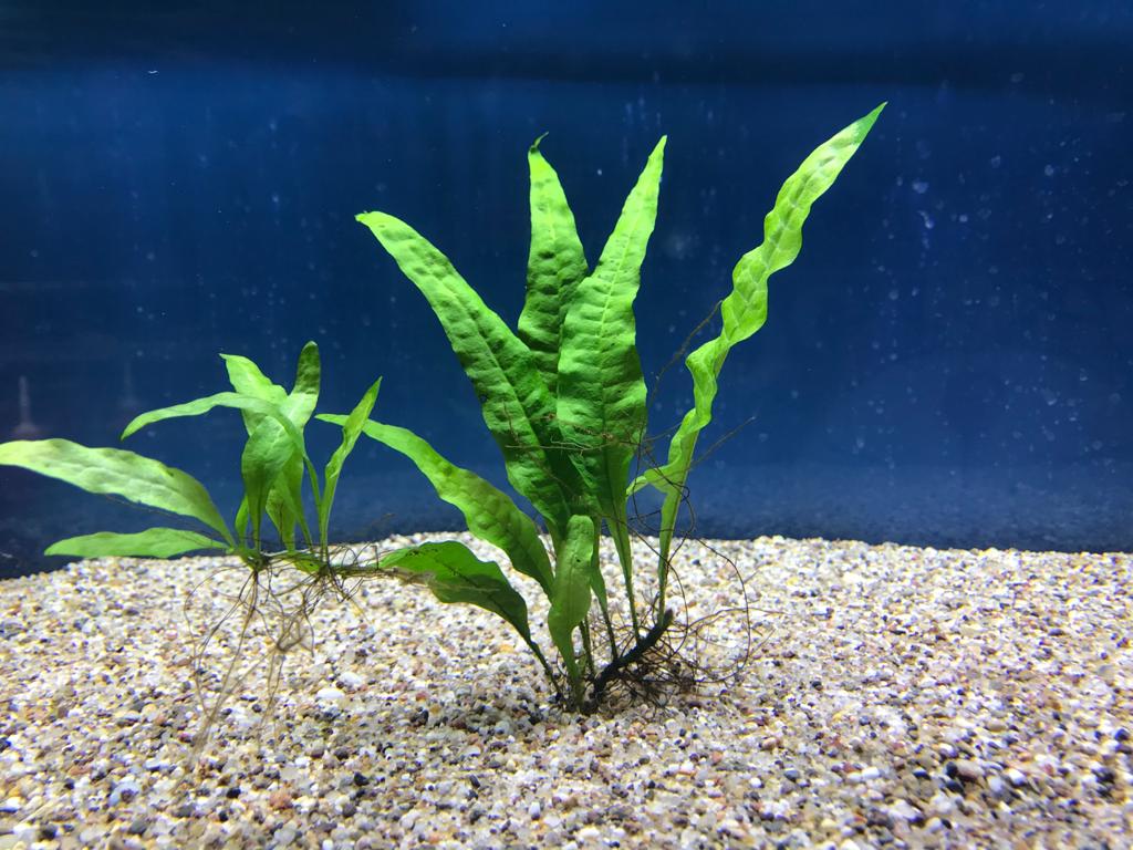 Kolekcia rastlín pre akvárium do 240L