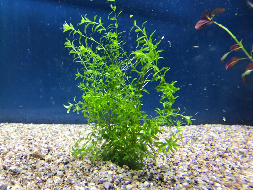 Kolekcia rastlín pre akvárium do 240L