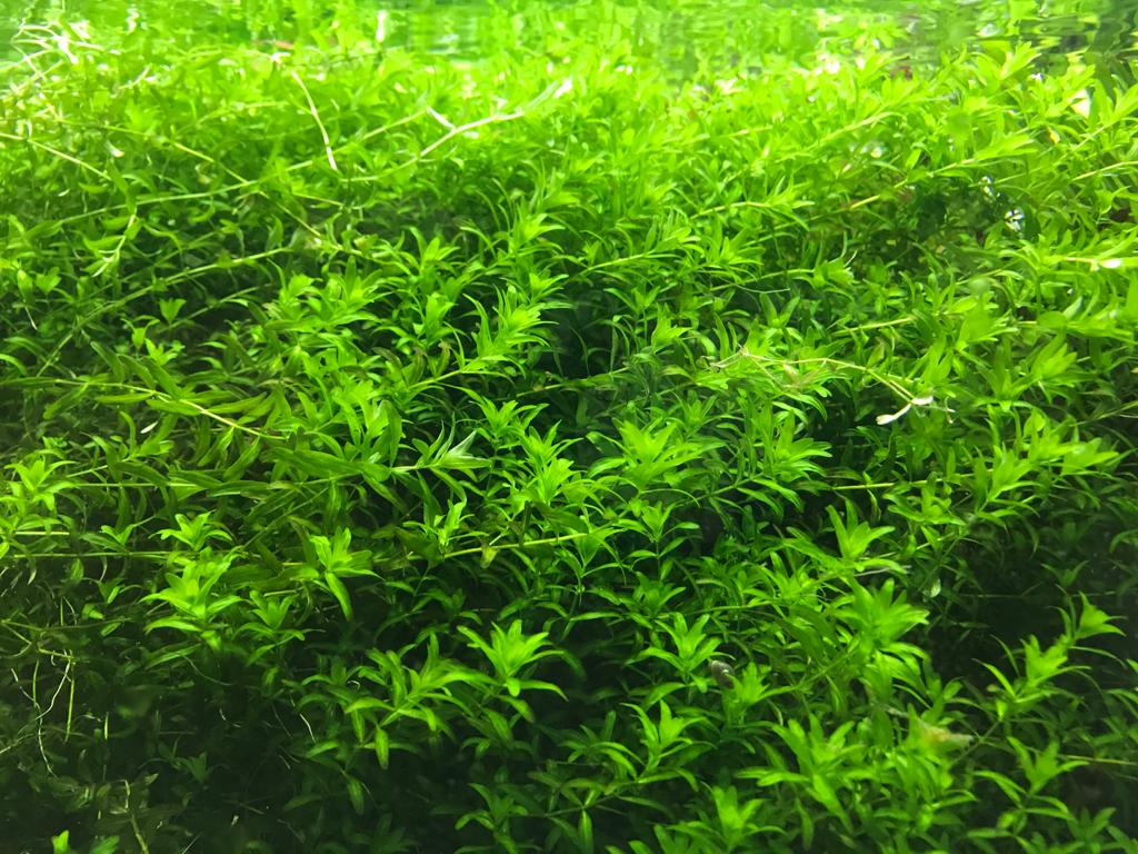 Kolekcia rastlín pre akvárium do 240L