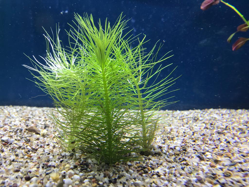 Kolekcia rastlín pre akvárium do 240L